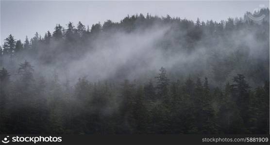 Fog over trees on an island, Skeena-Queen Charlotte Regional District, Haida Gwaii, Graham Island, British Columbia, Canada