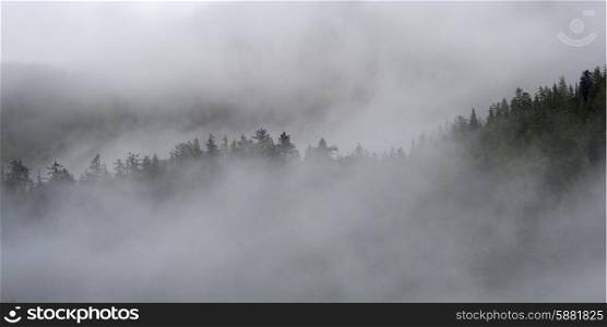 Fog over trees, Skeena-Queen Charlotte Regional District, Haida Gwaii, Graham Island, British Columbia, Canada