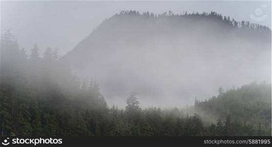 Fog over trees, Skeena-Queen Charlotte Regional District, Haida Gwaii, Graham Island, British Columbia, Canada