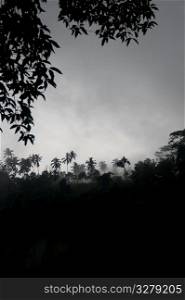 Fog over tropical foliage in Bali