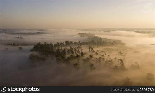 Foggy aerial view and atmospheric trees in the morning