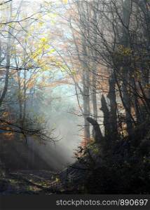 Foggy and sunny autumn forest