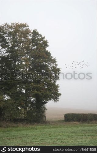 Foggy Autumn morning landscape in British countryside