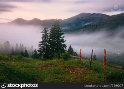 Foggy colorful sunrise in summer mountain valley. Carpathian mountains, Ukraine. Foggy colorful sunrise in summer mountain valley