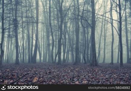 Foggy evening in the autumn forest