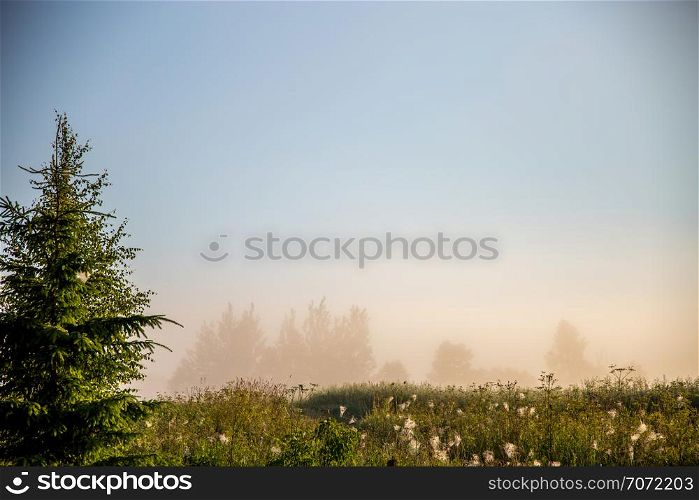 Foggy field with spruce tree. Summer landscape with cornfield, wood and cloudy blue sky. Classic rural landscape in Latvia. Landscape with mist.