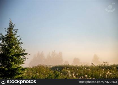 Foggy field with spruce tree. Summer landscape with cornfield, wood and cloudy blue sky. Classic rural landscape in Latvia. Landscape with mist.