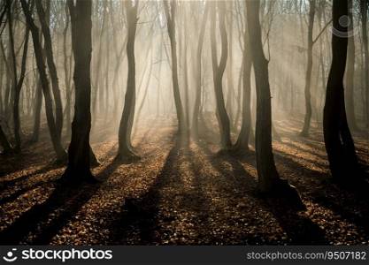 foggy forest in late autumn