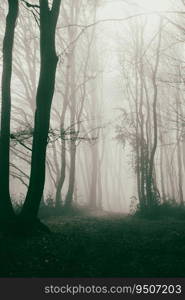 foggy forest in late autumn