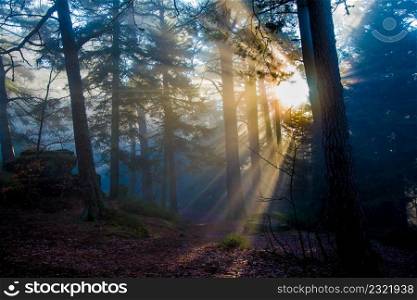 Foggy forest in the vosges mountains in france
