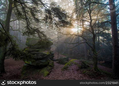 Foggy forest in the vosges mountains in france