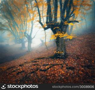 Foggy forest. Mystical autumn forest in fog in the morning. Old Tree. Beautiful landscape with trees, colorful orange leaves and fog. Nature. Enchanted foggy forest with magical atmosphere. Plant . Foggy forest. Mystical autumn forest in fog in the morning