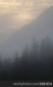 Foggy forest, Skeena-Queen Charlotte Regional District, Haida Gwaii, Graham Island, British Columbia, Canada