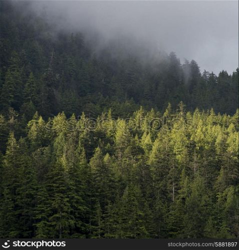 Foggy forest, Skeena-Queen Charlotte Regional District, Haida Gwaii, Graham Island, British Columbia, Canada