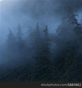 Foggy forest, Skeena-Queen Charlotte Regional District, Haida Gwaii, Graham Island, British Columbia, Canada