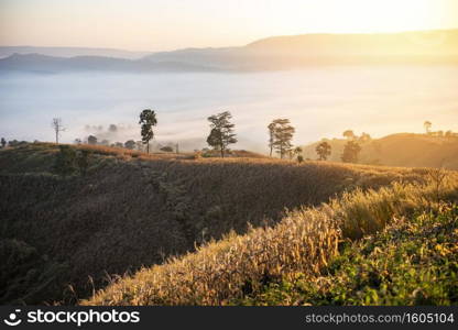 foggy landscape forest in the morning beautiful sunrise mist cover mountain background at countryside winter