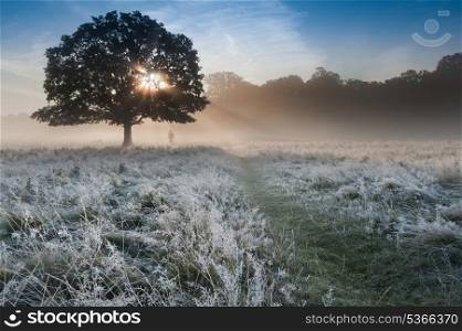Foggy landscape is lit up at sunrise by sunbeams pouring through frosty landscape