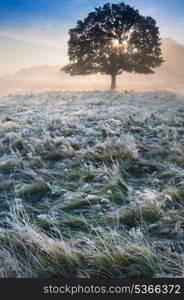 Foggy landscape is lit up at sunrise by sunbeams pouring through frosty landscape