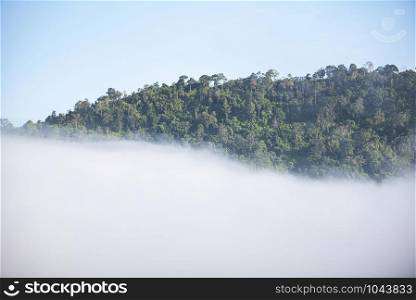 foggy landscape mountains misty forest with tree in the moring winter / View of foggy