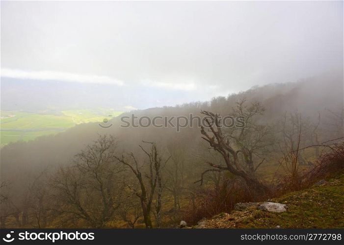 Foggy Landscape with the Trees Covered with Moss, High in the Pyrenees, Spain