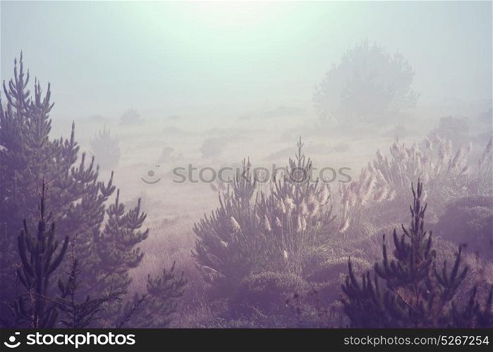 Foggy meadow in the sunny morning with light spots.