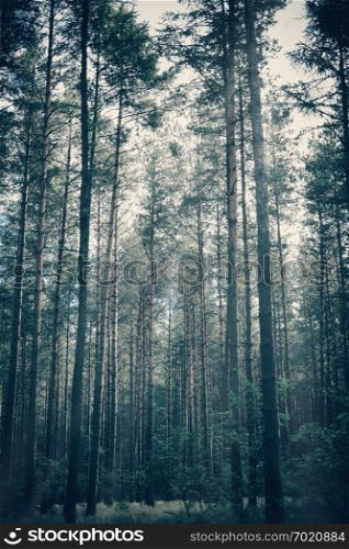 Foggy, moody forest with tall trees. Dreamy image. Dark, creepy atmosphere.. Foggy, moody forest with tall trees.