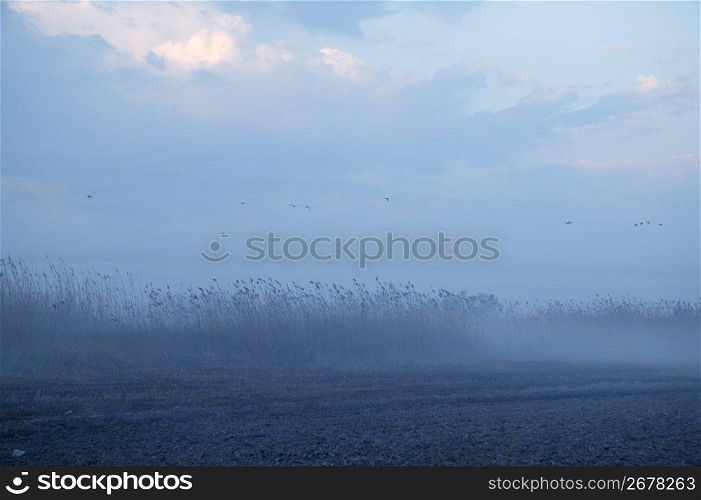 Foggy moor landscape dark blue gray with canes birds