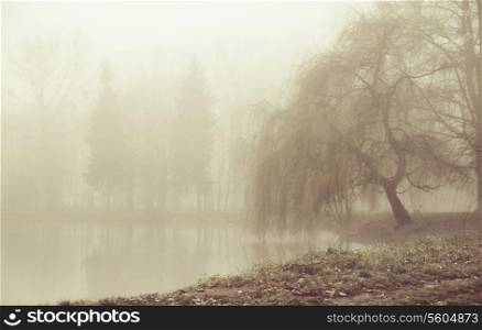 Foggy moring in peaceful area
