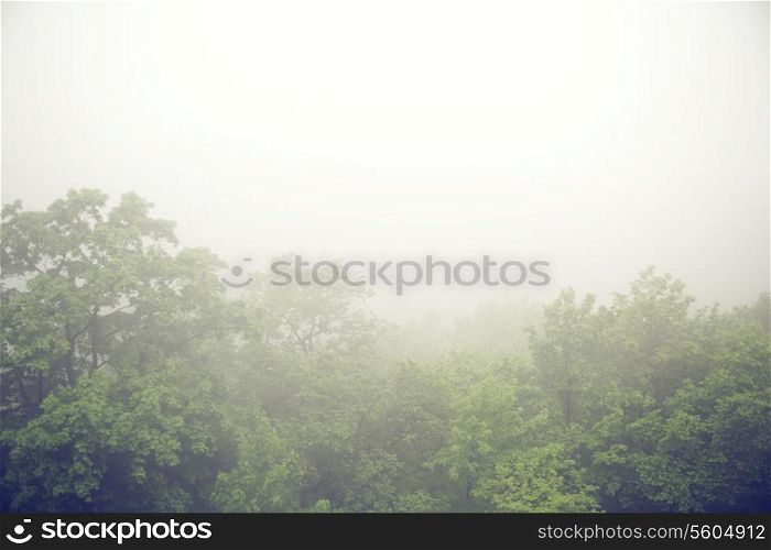 Foggy morning above the summer forest