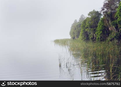 Foggy Morning at Florida Lake