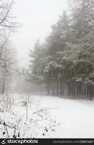 Foggy morning in the winter forest