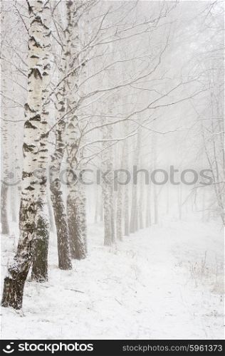 Foggy morning in the winter wood