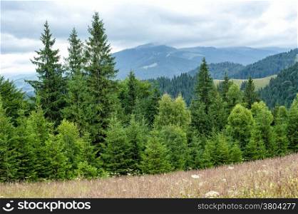 Foggy morning landscape with pine tree highland forest at Carpathian mountains. Ukraine destinations and travel background