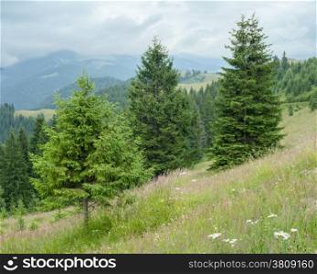 Foggy morning landscape with pine tree highland forest at Carpathian mountains. Ukraine destinations and travel background