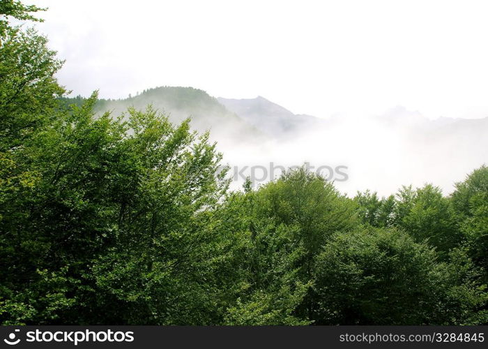 foggy mountains forest fog scenics nature landscape