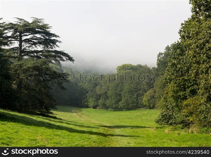 Foggy or misty view across field and meadow towards forest in Cotswolds