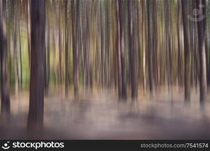 Foggy Pine Forest abstract background