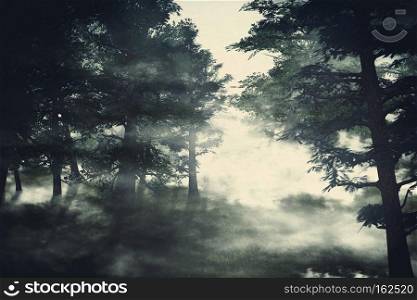 Foggy pine forest at night time, 3d illustration.
