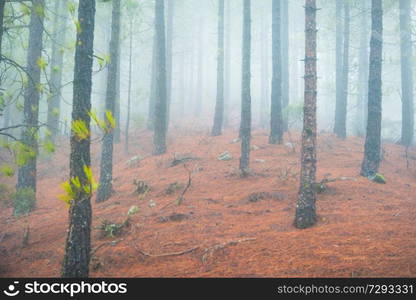 Foggy pine forest at red slopes with stones. Nature landscape