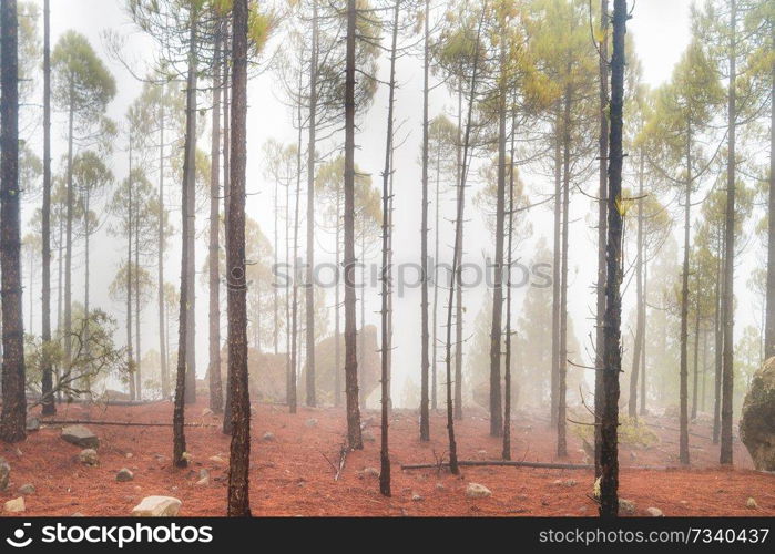 Foggy pine forest at red slopes with stones. Nature lanscape