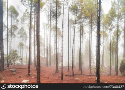 Foggy pine forest at red slopes with stones. Nature lanscape