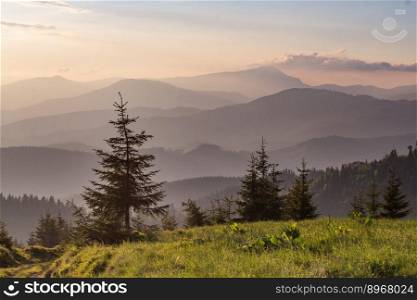 Foggy rolling hills with pine trees landscape photo. Beautiful nature scenery photography with evening on background. Ambient light. High quality picture for wallpaper, travel blog, magazine, article. Foggy rolling hills with pine trees landscape photo