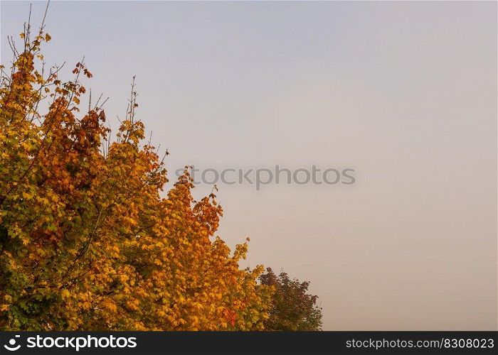foggy sky background with brightly colored autumn trees and plenty of copy space