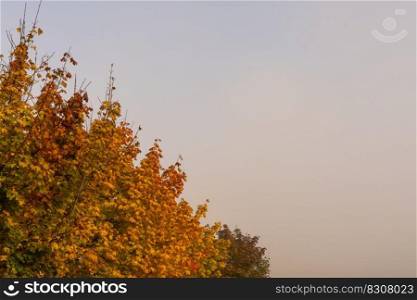 foggy sky background with brightly colored autumn trees and plenty of copy space