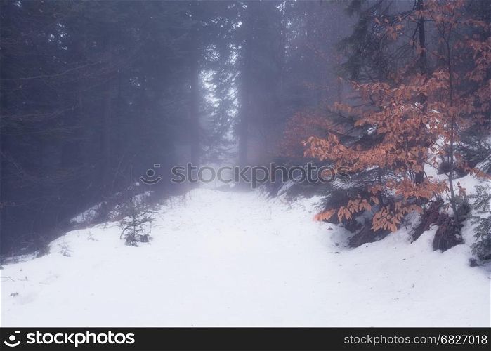 Foggy winter forest
