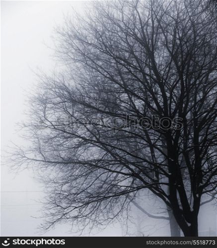 Foggy winter scene of single leafless tree in fog. Leafless tree in fog