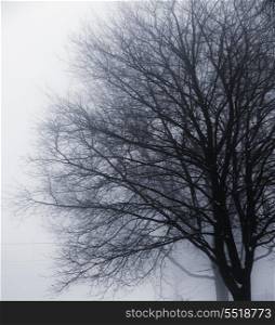 Foggy winter scene of single leafless tree in fog. Leafless tree in fog