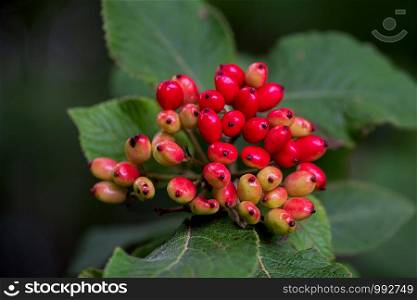 Foliage and immature fruit of a Viburnum lantana, the wayfarer or wayfaring tree