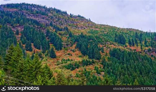 Foliage in fall colors in North Cascades, Washington