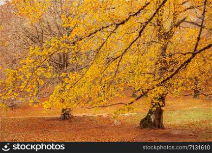 Foliage in Monti Simbruini national park, Lazio, Italy. Autumn colors in a beechwood. Beechs with yellow leaves.